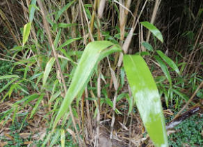 Bamboe-blad