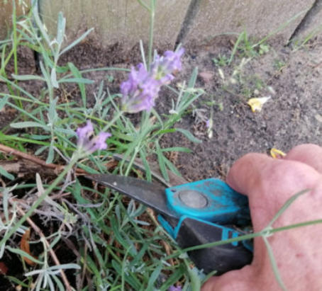 Lavendel afknippen 15 tot 20 cm boven grond