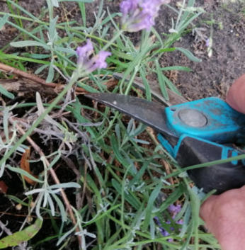 Lavendel afknippen 15 tot 20 cm boven grond