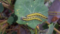 Buxusrups