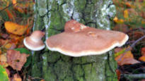 Zwammen