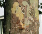 Plataanstam