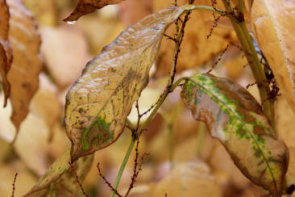 Dor blad
