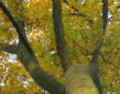 Beukenboom