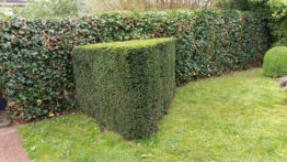 Gesnoeide taxus