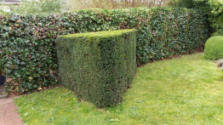Gesnoeide taxus