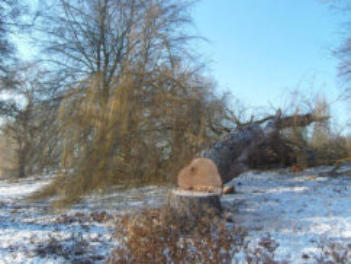 omgezaagde boom