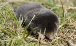 De mol