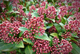 Skimmia