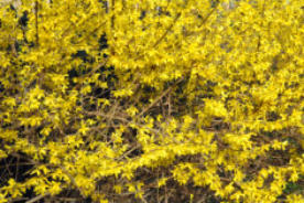 Forsythia