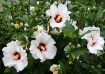Hibiscus