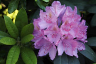 Rhododendron
