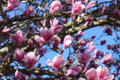 Magnolia