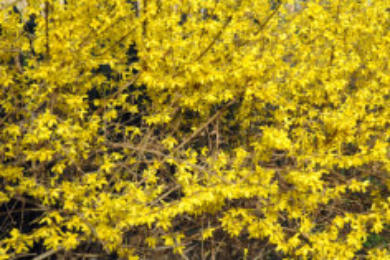 Forsythia