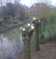 knotten van wilg