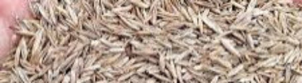 graszaad