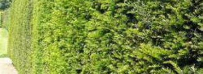 Aanschaf taxus