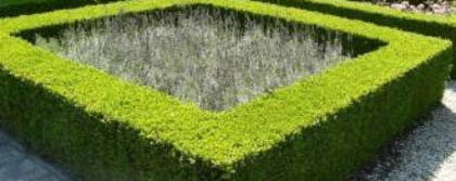 Aanschaf taxus
