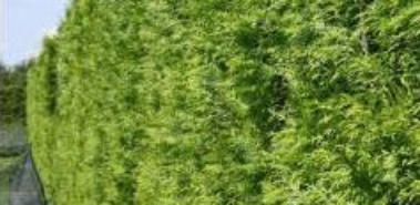 Aanschaf taxus