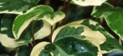 Aanschaf taxus