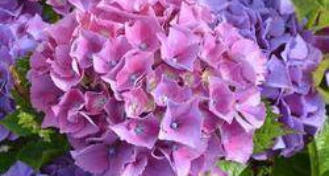 Boeren Hortensia