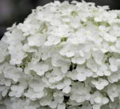 Hydrangea Annabelle