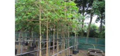 Aanschaf taxus