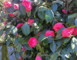 Camelia