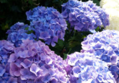 Hortensia