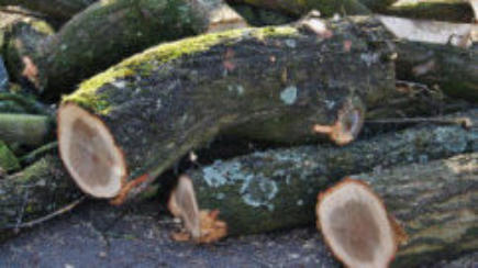 sprokkelhout