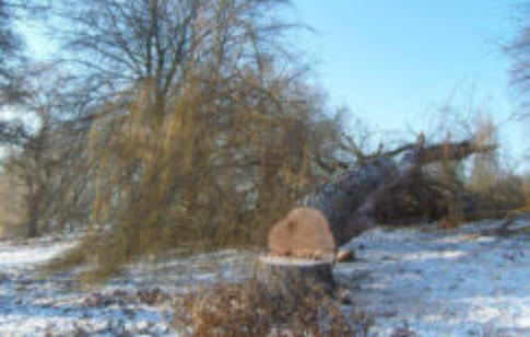 omgezaagde boom