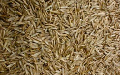 Graszaad