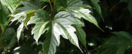 Aanschaf taxus