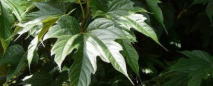 Aanschaf taxus