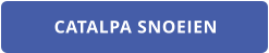 CATALPA SNOEIEN