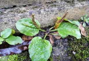 Grote Weegbree