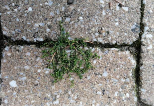 Grote Weegbree