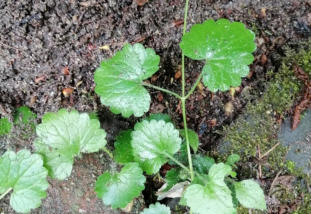 Grote Weegbree