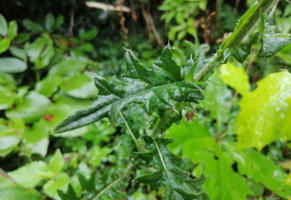 Blad van de Akkerdistel