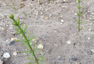 Grote Weegbree