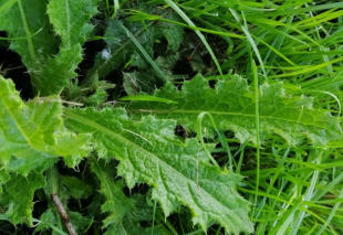 Grote Weegbree