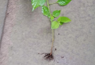 Grote Weegbree