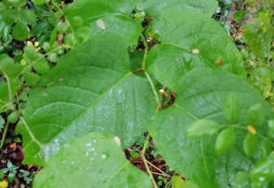 Grote Weegbree