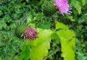 Bloem van de Akkerdistel