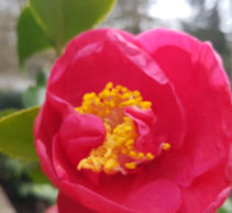 Camellia