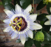 Passiebloem