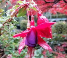 Bellenplant