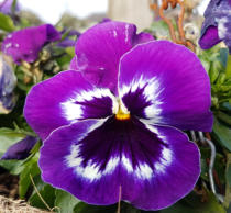 Viooltje