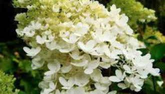 Pluimhortensia