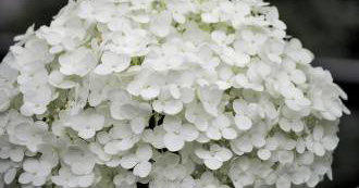Hydrangea Annabelle